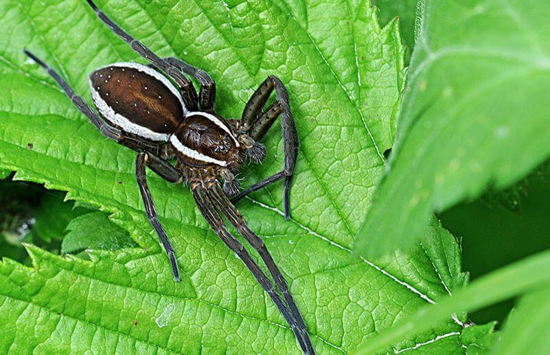 Паук-охотник Dolomedes plantarius