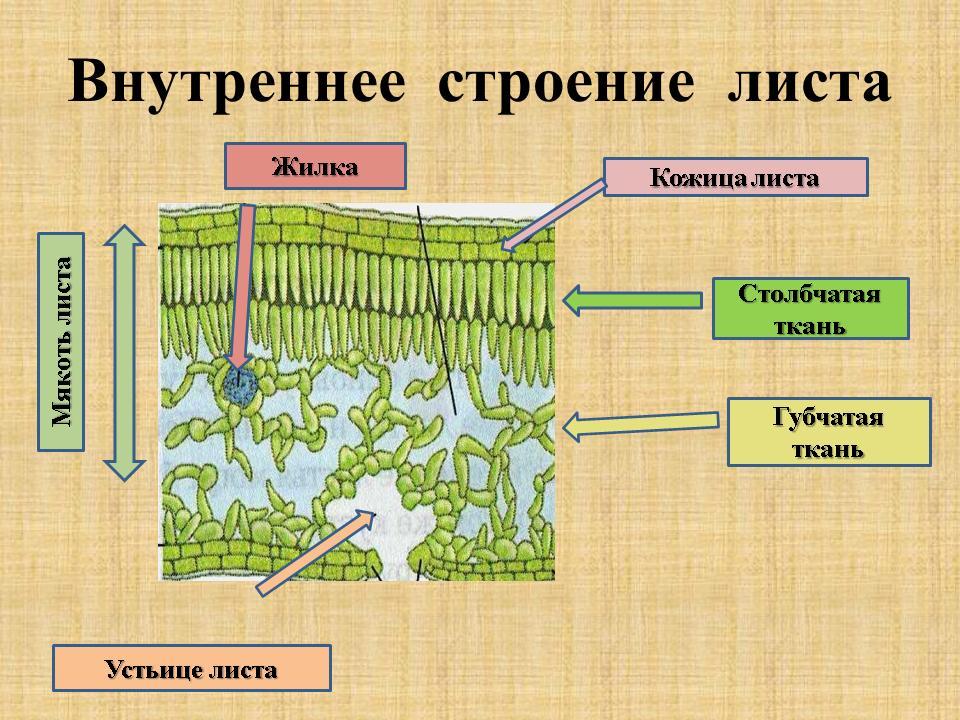 Части листа схема