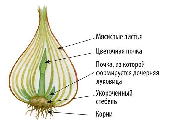 На рисунке подпишите названия частей луковицы биология 6 класс