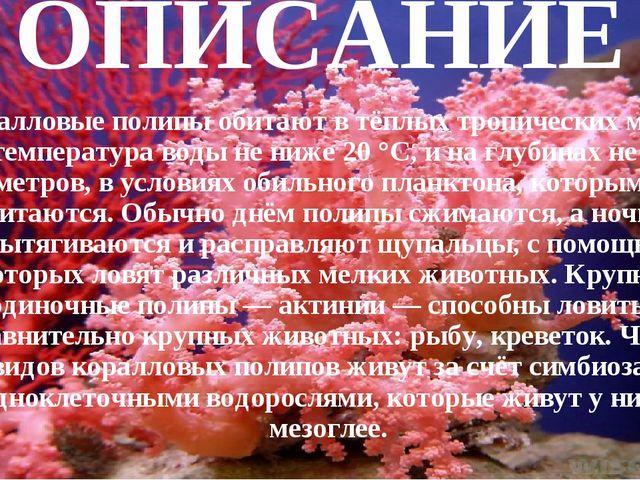 Презентация о коралловых полипах
