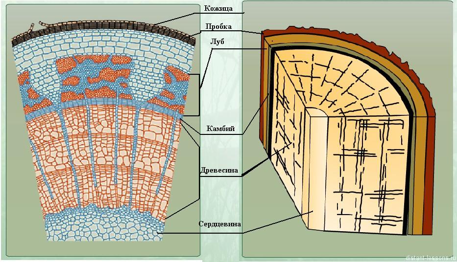 Строение ветки биология. Строение кожицы стебля. Строение пробки стебля. Кожица внутреннее строение стебля дерева. Макет внутреннего строения стебля.