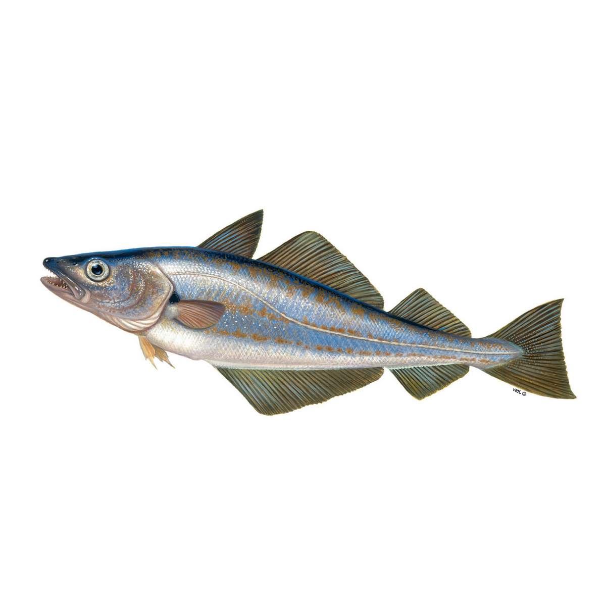 Черноморская рыба мерланг