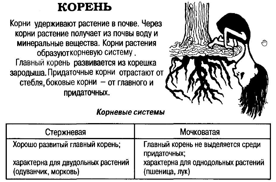 Значение корня ответ. Корень это в биологии. Классификация корней. Корень биология 6 класс. Классификация корней растений.